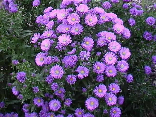 Top 5 Fall Shade Perennials Gardener And Landscape | top 5 fall shade perennials gardener and landscape Top 5 Fall Shade Perennials Gardener And Landscape | top 5 fall shade perennials gardener and landscape