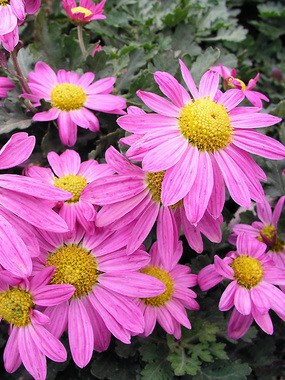 Deer Resistant Fall Perennial Mums  Gardener and Landscape Designer 