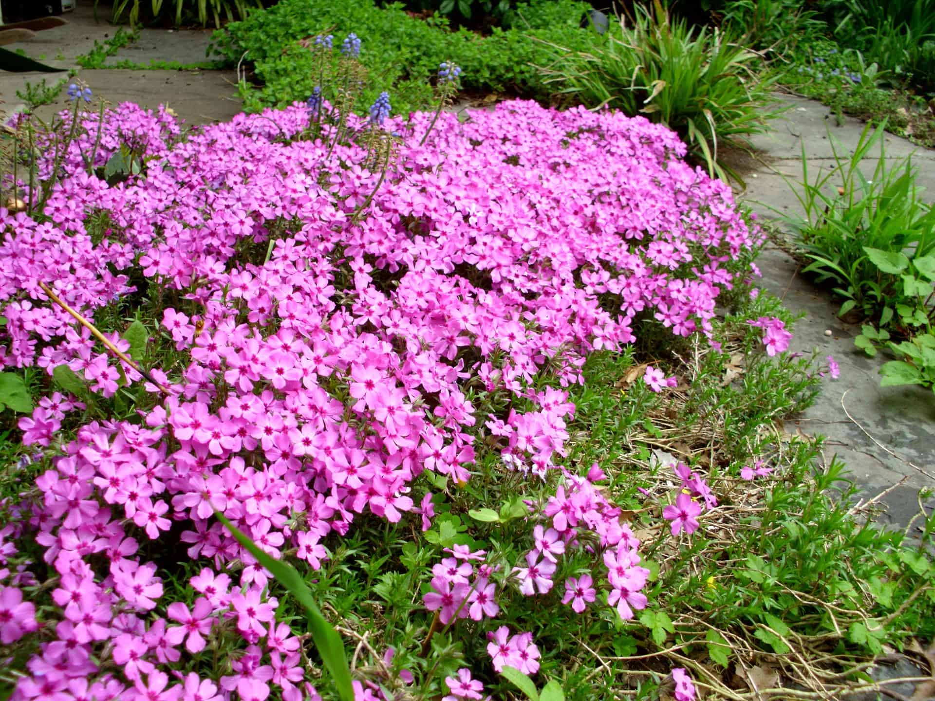 lauren-s-top-spring-plants-landscape-design-installation