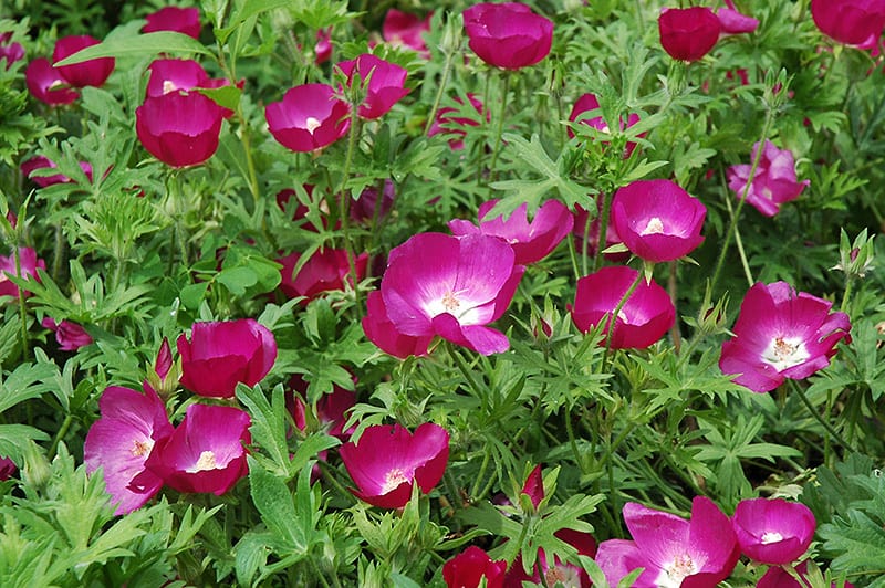 Buy Purple Poppy Mallow (qt) LGS Native Plant Shop