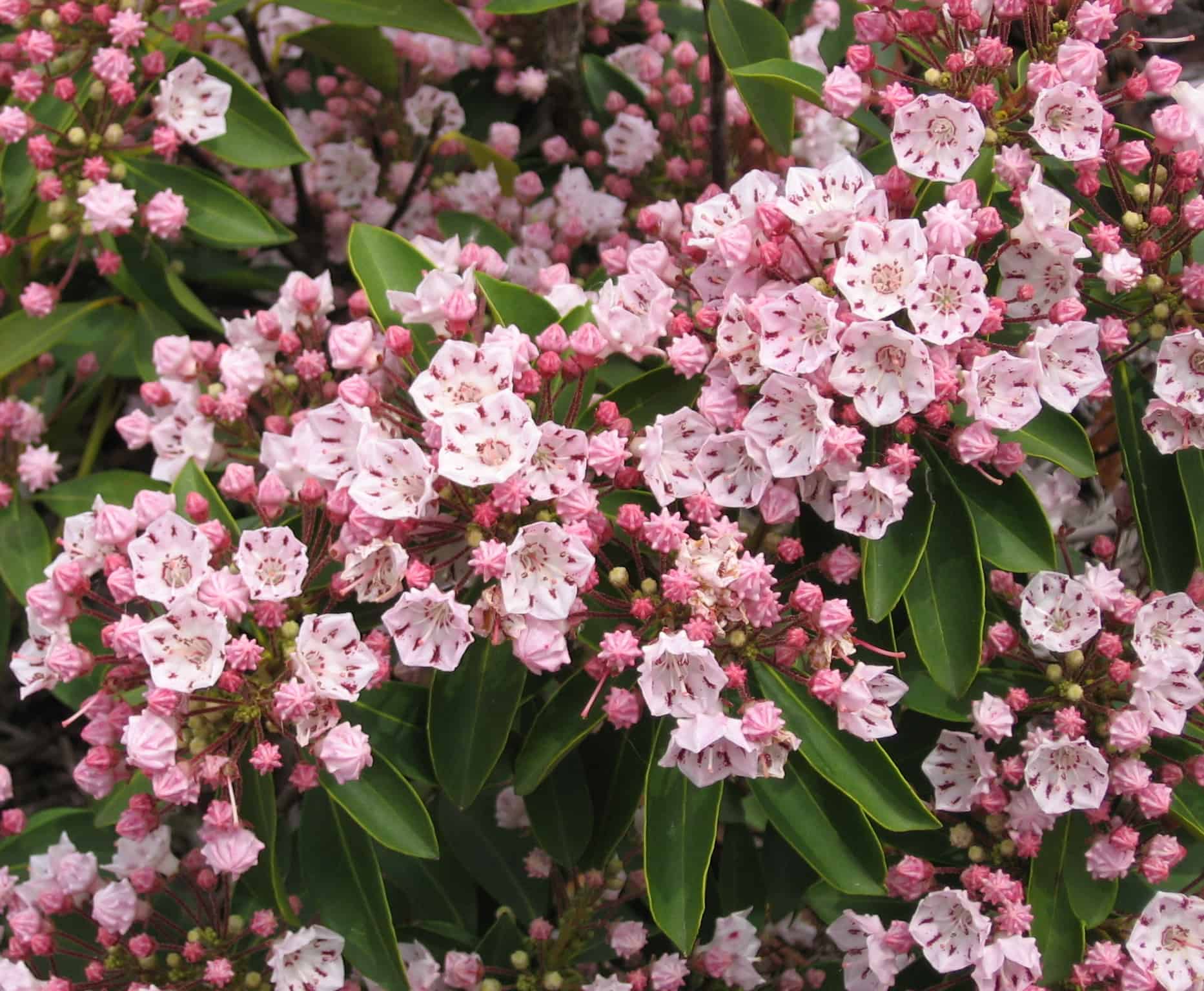 Buy Mountain Laurel (gal) - LGS Native Plant Shop