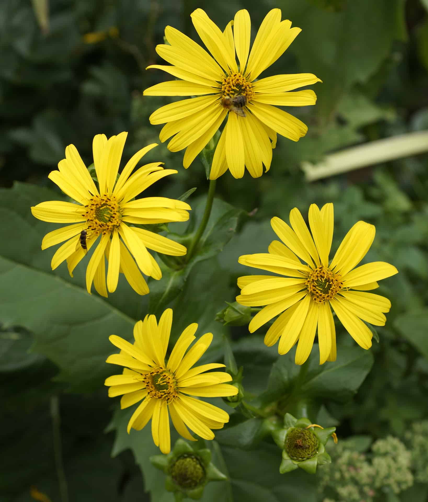 Buy Cup Plants Lauren's Garden Service Native Plant Shop