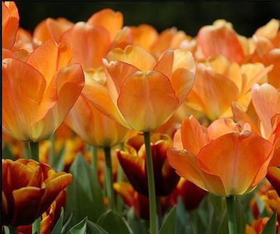 Daydream Darwin Hybrid Tulips