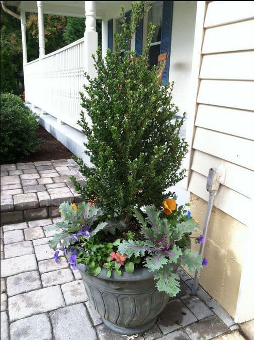 fall container planting