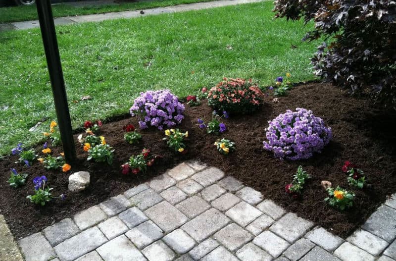 fall garden planting mums and pansies