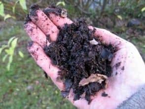 making valuable fertilizer out of leaves1