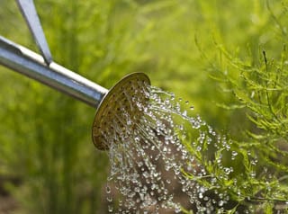 watering plantsand shrubs