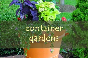 Container Gardens Portfolio Photo