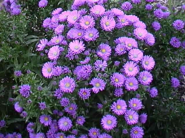 Aster