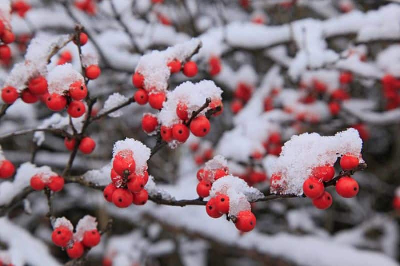 Winterberry – A Holly Like No Other – Norfolk Botanical Garden