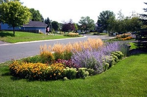 Example of an established rain garden