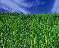 Natural Lawn Care
