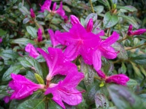 One of my favorite native spring shrubs for Howard County, MD