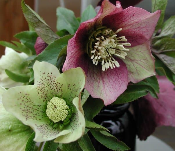 hellebore