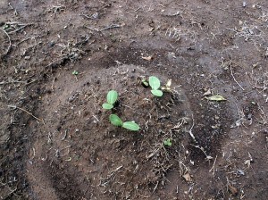 Squash and Melon Mound
