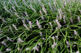 liriope