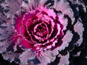 Red Dynasty Cabbage