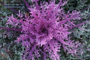 Red Peacock Kale