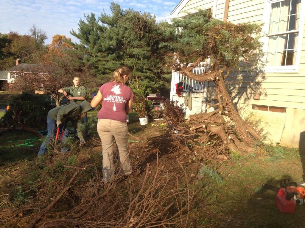 Shrub Removal