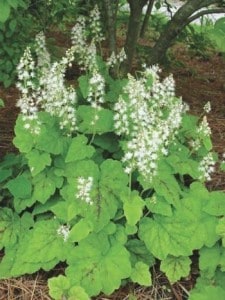 Planting Natives in Howard County, MD