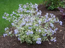 Jacobs online ladder plant