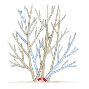 pruning new m