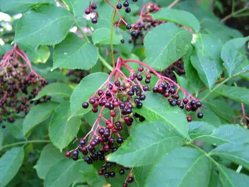 Gewone vlier  Sambucus nigra  Black elderberry@vlier@1@bladerenfoliage@img 3011