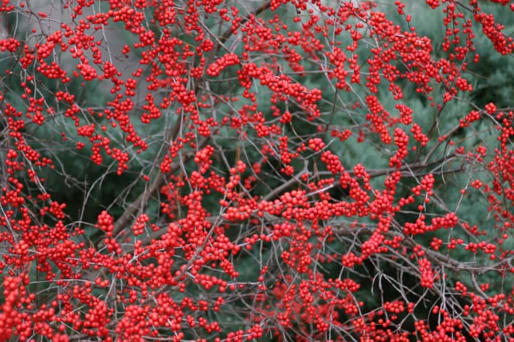 Ilex verticillata in woodland garden