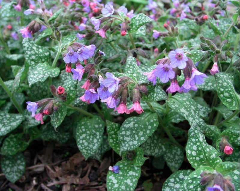 Медуница купить саженцы. Медуница (Pulmonaria) миссис Мун. Медуница сахарная Пульмонария. Медуница валовидная. Медуница сахарная леопард.