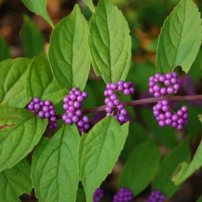 Purple Beautyberry Callicarpa dichotoma Early Amethyst Berries Closeup 2875px