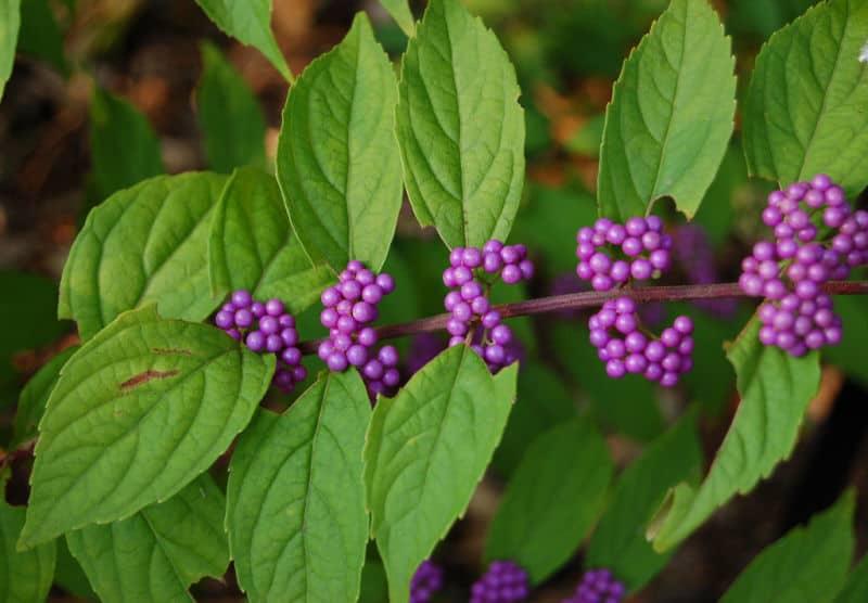Native Plants for Winter Interest: Callicarpa americana – American Beautyberry