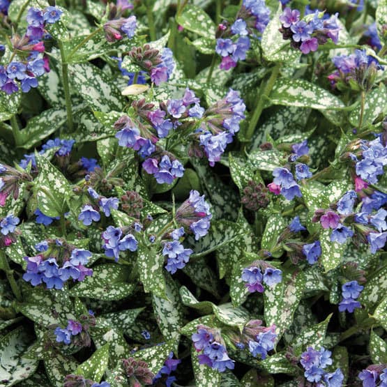 Pulmonaria Is A Deer Resistant Shade Plant