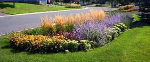 eco-friendly lanscaping, native plants