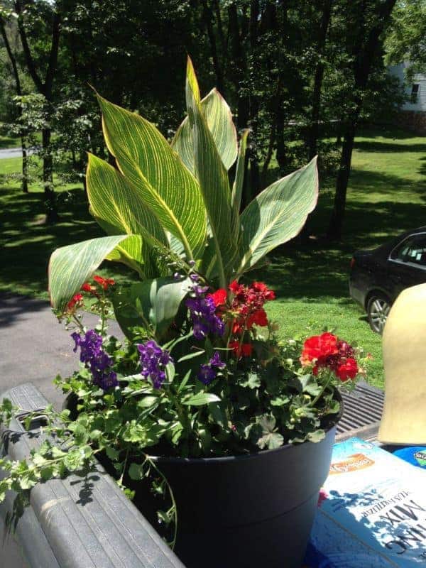 Container Gardens are Great for Adding Character to Small Spaces