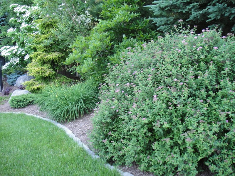 Landscaping: Planting Living Privacy Borders