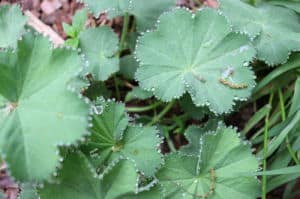 Lady's Mantle- A nice deer resistant shade plant