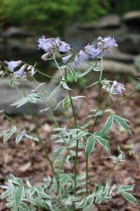 Variegated Jacob's Ladder- a native plant good for shade