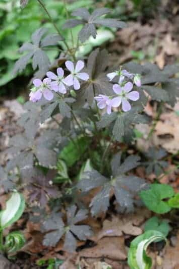 ‘Espresso’ Geranium: Native Plants That Thrive in Maryland