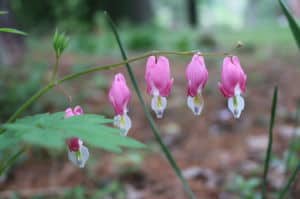 Old Fashioned Bleeding Heart- Great deep shade plant, deer resistant