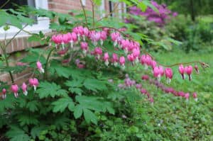 Old fashioned bleeding heart- a great shade, deer resistant plant