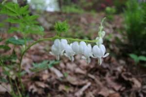 Old fashioned bleeding heart- White