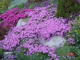 Starting the New Gardening Season