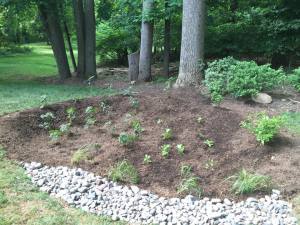 eco-friendly gardening, natives