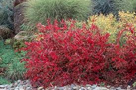 ‘Henry’s Garnet’ Sweetspire: Maryland Native Plants for Fall Interest