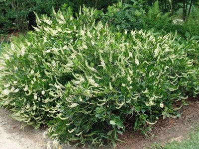‘Hummingbird’ Sweet pepperbush: Thriving Native for Maryland Piedmont