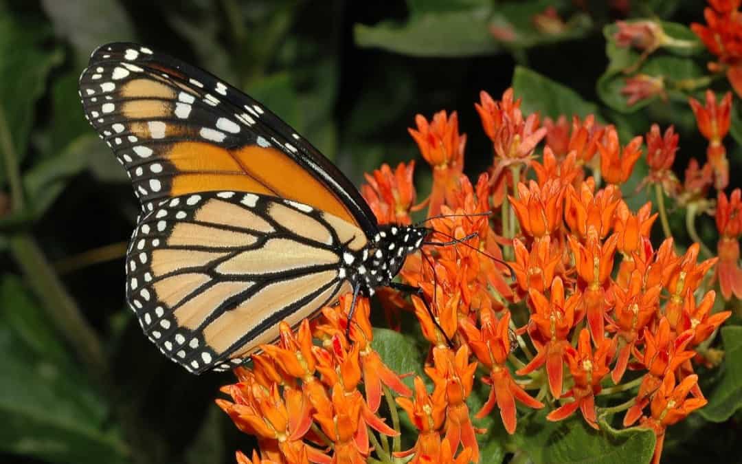 Butterflyweed Native Plant Spotlight