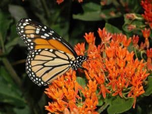 native plants, monarchs, rain gardens, eco-friendly gardening