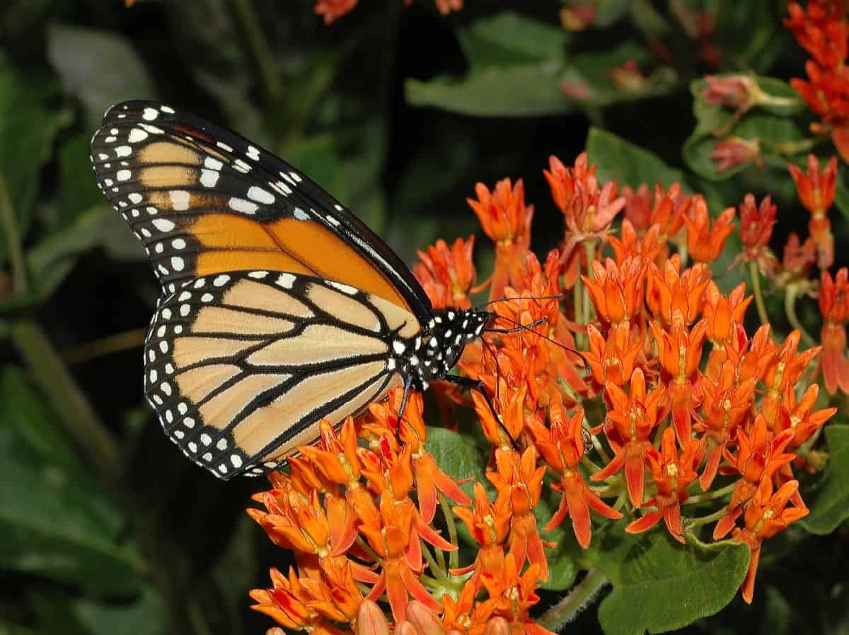 Butterflyweed