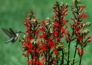 rain garden, eco-friendly gardening, attract wildlife, rain gardens