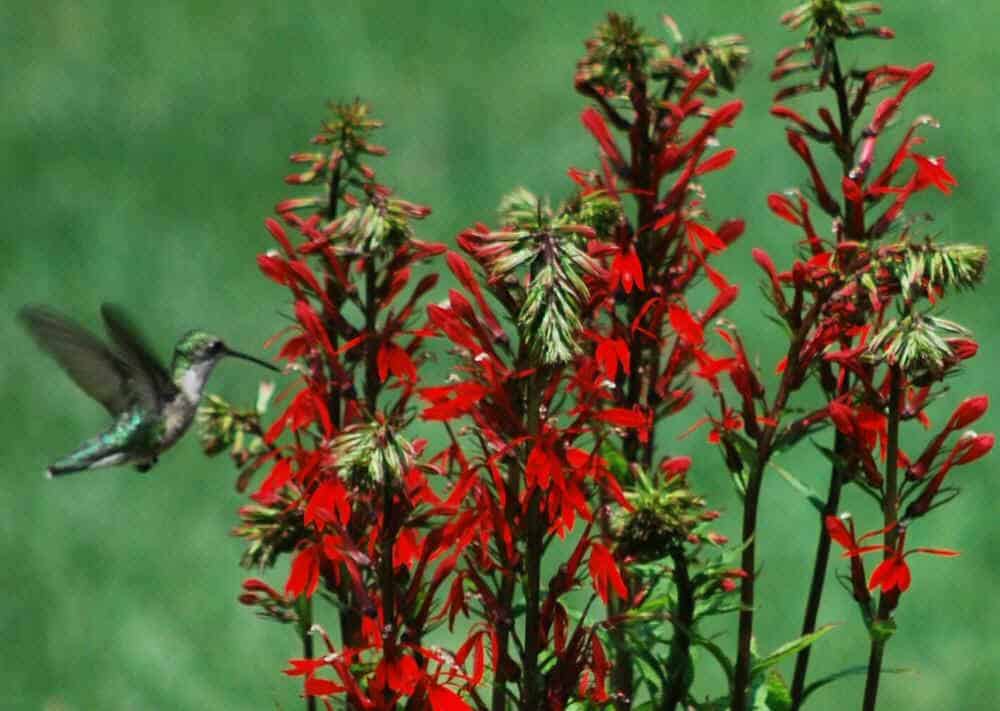 lobelia cardinalis hummingbirds laurensgardenservice perennial easywildflowers